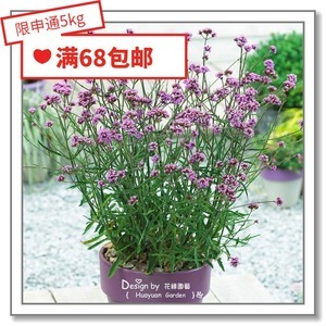 柳葉馬鞭草 從種子到花海的紫色浪漫